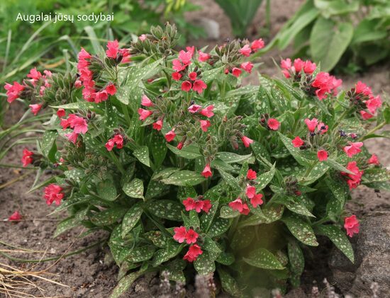 Plautė (Pulmonaria) 'Shrimps on the Barbie'